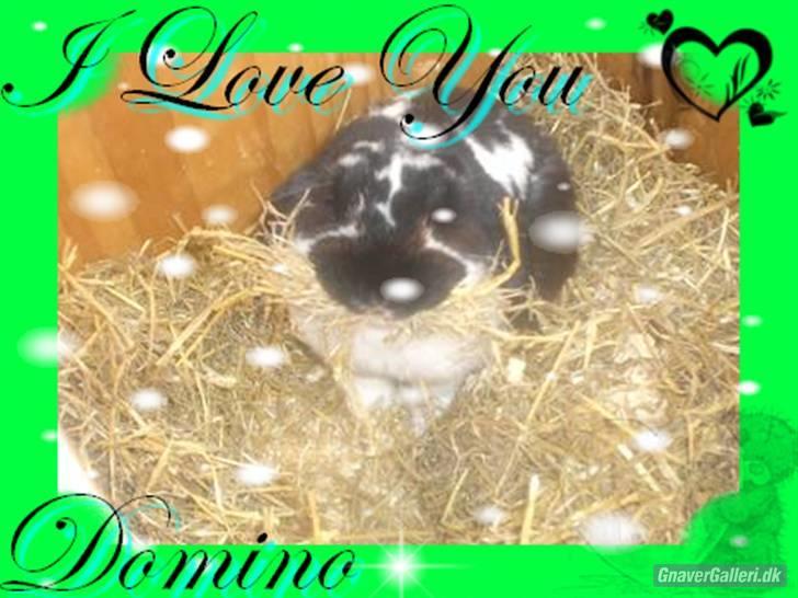 Kanin Domino aka. Fede <3 - Pip pip xD billede 9