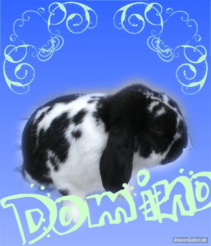Kanin Domino aka. Fede <3 - Hej hej :) Tak fordi i kiggede, lig gerne en bedømmelse og en kommentar! :D billede 10