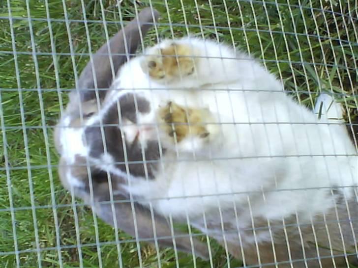 Kanin Jolly Jumper (FEDE) - Velkommen! billede 1