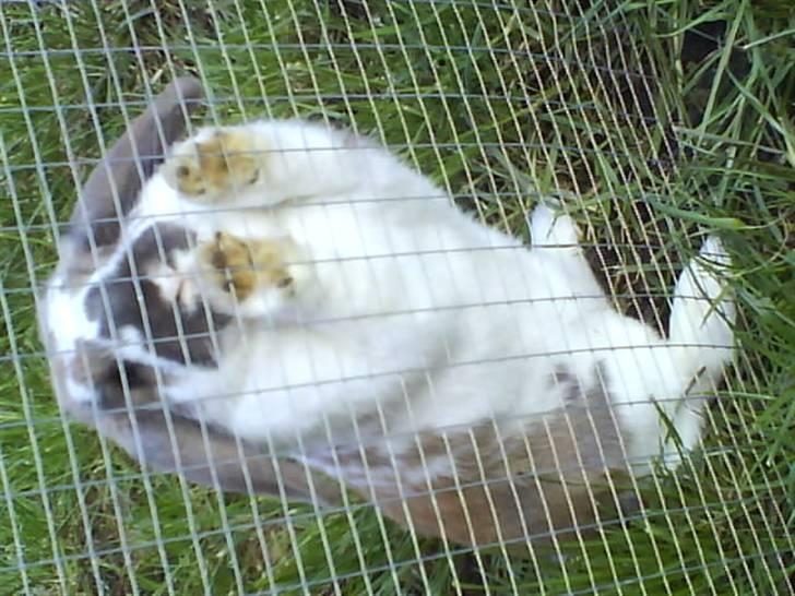 Kanin Jolly Jumper (FEDE) billede 3
