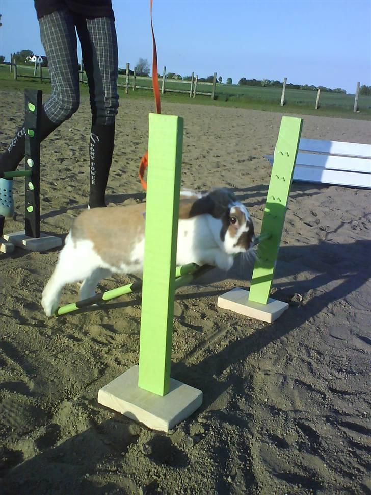 Kanin Jolly Jumper (FEDE) billede 5