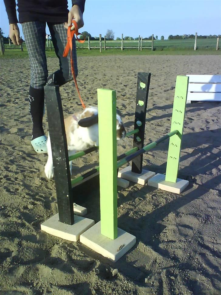 Kanin Jolly Jumper (FEDE) billede 6