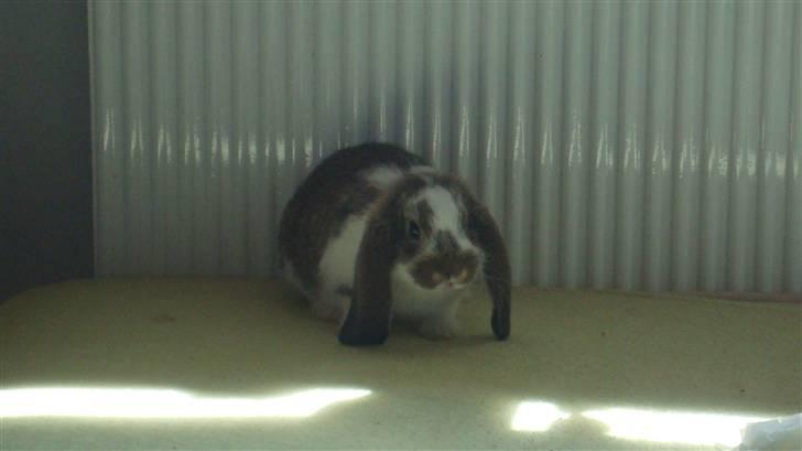 Kanin HJ's  Egon<3 billede 5