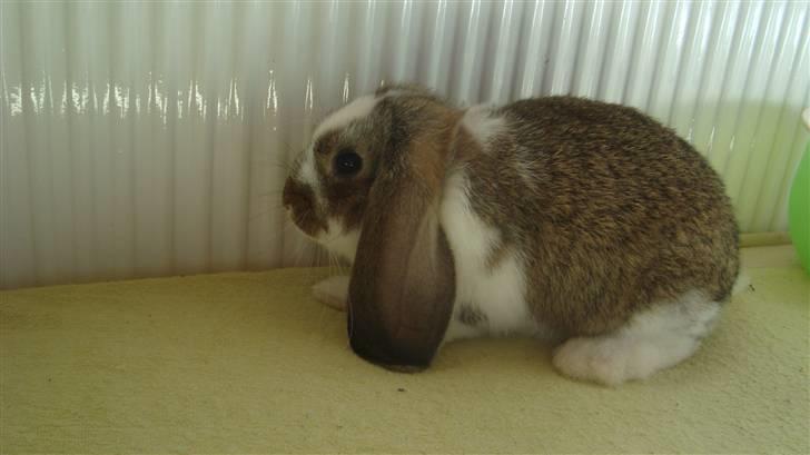 Kanin HJ's  Egon<3 billede 6