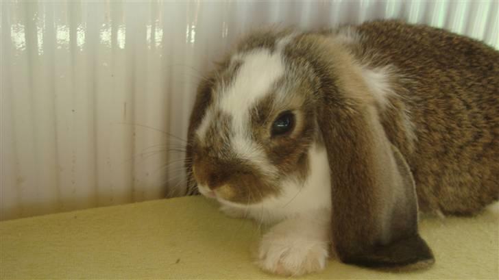 Kanin HJ's  Egon<3 billede 7