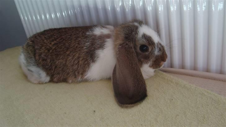 Kanin HJ's  Egon<3 billede 8