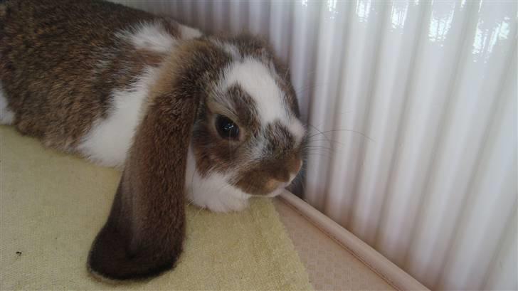 Kanin HJ's  Egon<3 billede 9