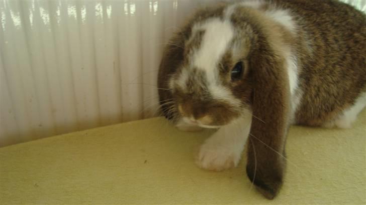 Kanin HJ's  Egon<3 billede 11