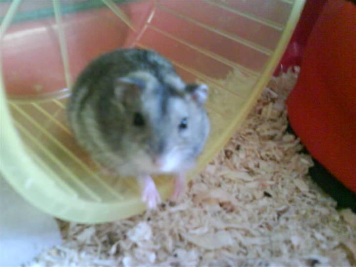 Dværghamster Pancake billede 1