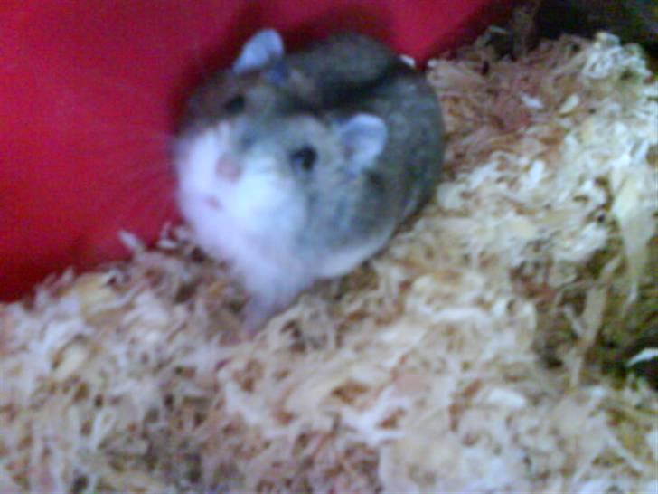 Dværghamster Pancake billede 2