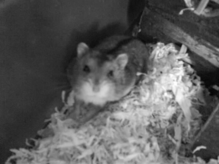 Dværghamster Pancake billede 3