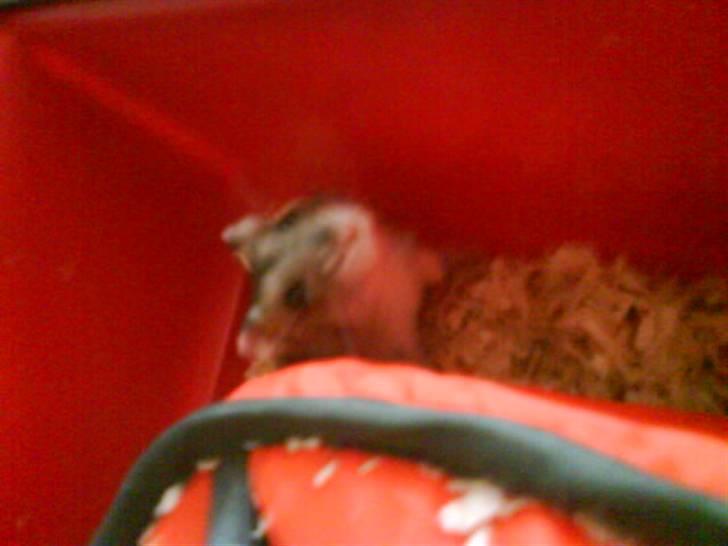 Dværghamster Pancake billede 4