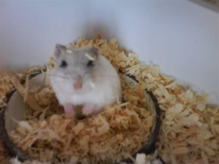 Hamster Bølle  billede 9