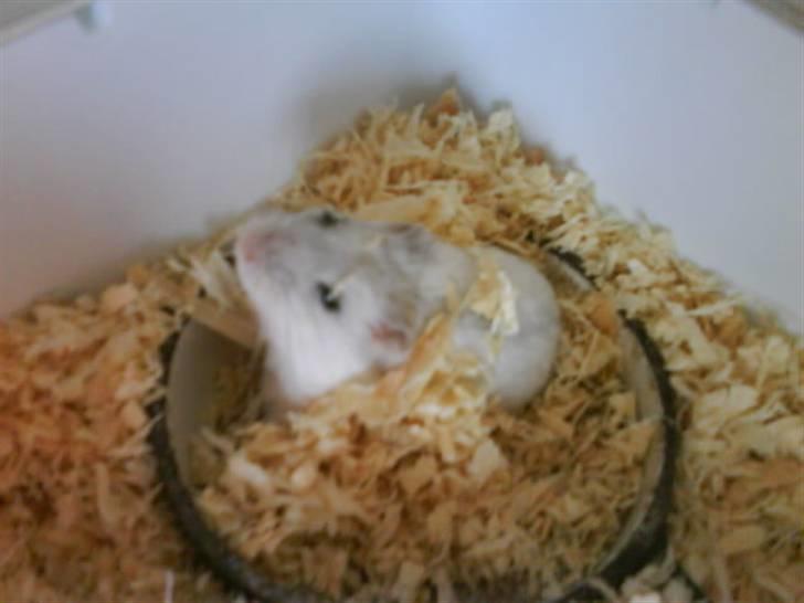 Hamster Bølle  billede 10