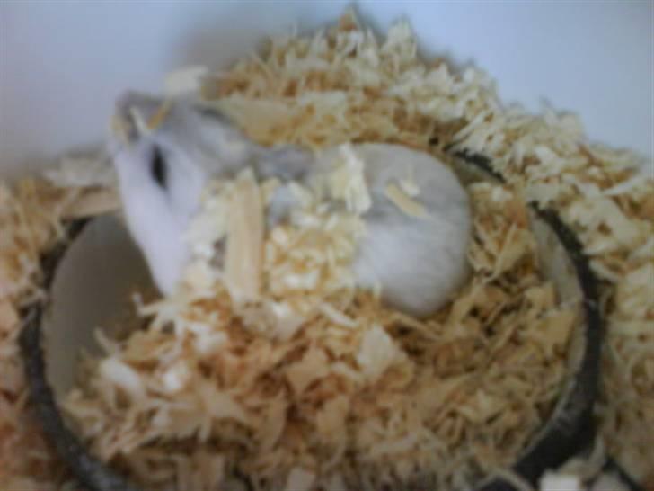 Hamster Bølle  billede 11