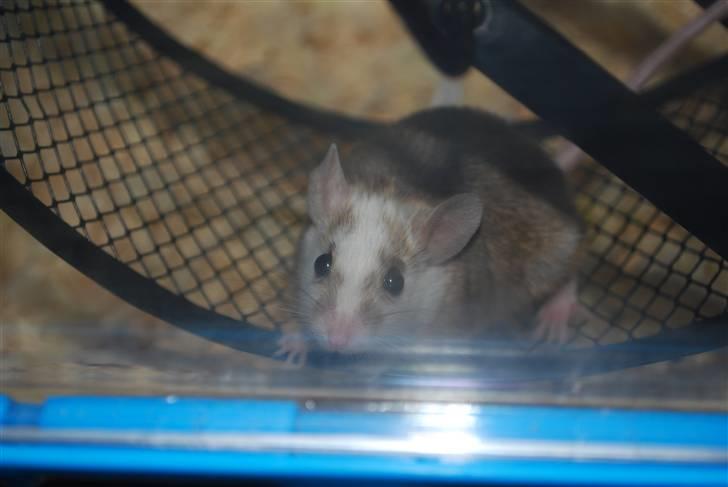 Natalmus Pixi (solgt) billede 4