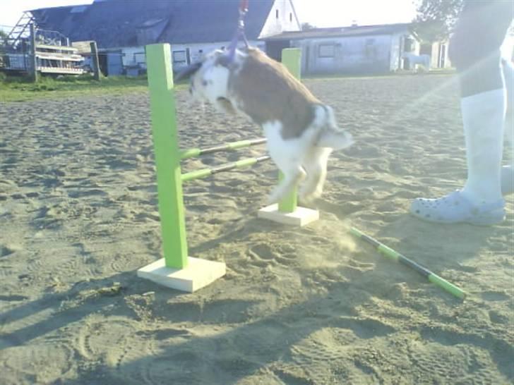 Kanin Jolly Jumper (FEDE) - hun springer højt over ! billede 7