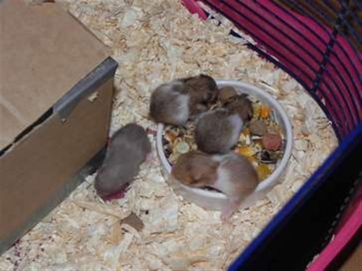 Hamster Lykkes Gurlie *R.I.P* <3 - Gurlies unger. Den grå har min kæreste fået så den bliver hos mig. Men de andre må flytte hjemmefra d. 6. august. Skriv privat hvis du vil vide mere ~:o) billede 8