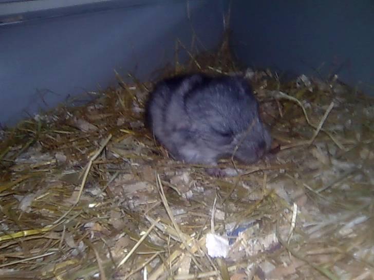 Chinchilla Otkjærs Sofus - Hej er jeg ikke sød billede 1