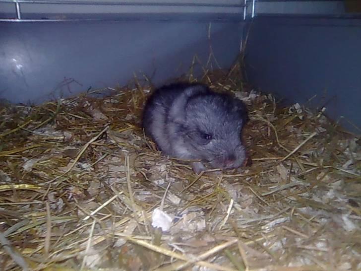 Chinchilla Otkjærs Sofus billede 2