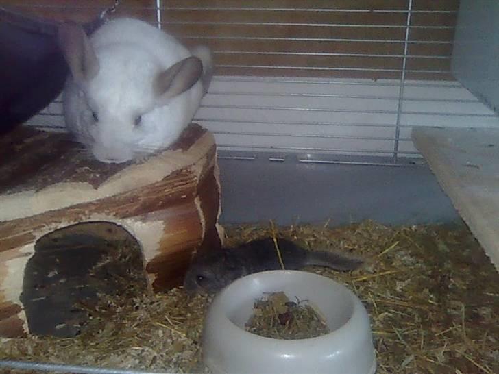 Chinchilla Otkjærs Sofus billede 3