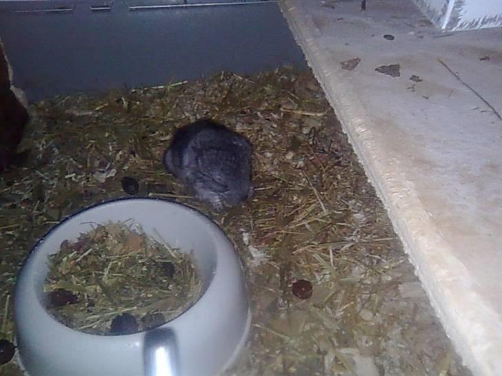 Chinchilla Otkjærs Sofus billede 4