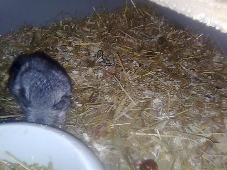 Chinchilla Otkjærs Sofus billede 5