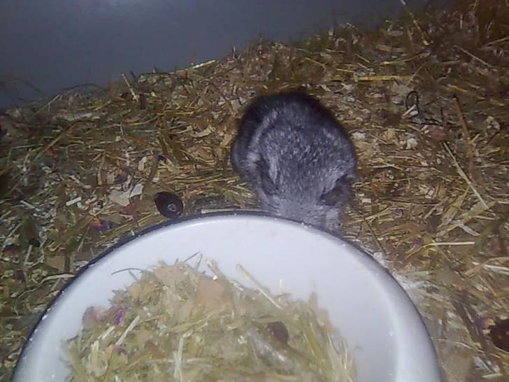 Chinchilla Otkjærs Sofus billede 6