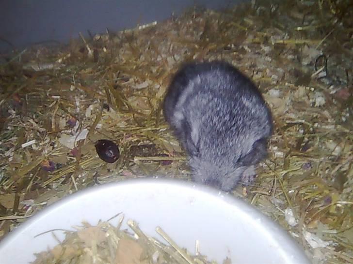 Chinchilla Otkjærs Sofus billede 7