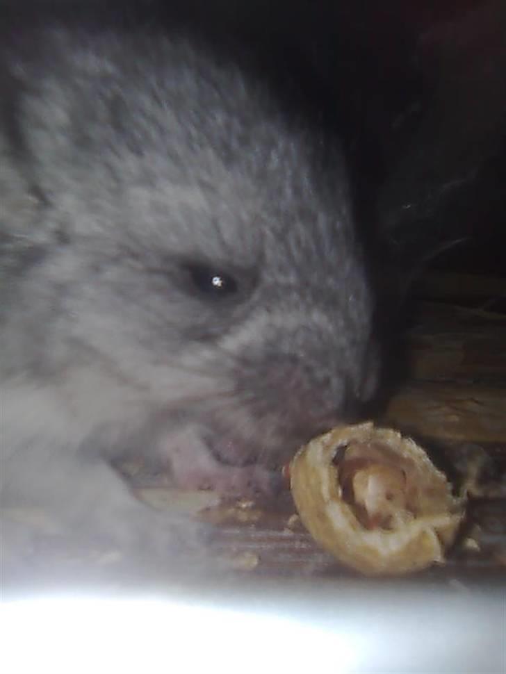Chinchilla Otkjærs Sofus - Hva er det for en nød, kan den mon spises billede 8