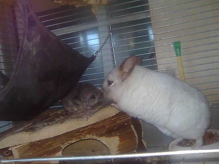 Chinchilla Otkjærs Sofus - Hej mor kommer du ikke herop billede 9