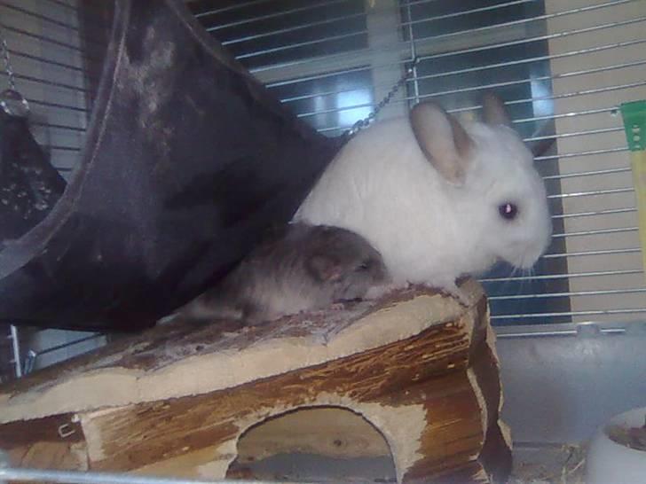 Chinchilla Otkjærs Sofus - Mor jeg er sulten billede 10