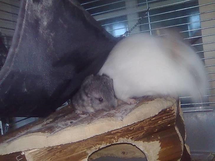 Chinchilla Otkjærs Sofus - Nu hopper min mor ned igen billede 11