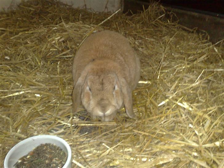 Kanin Oliver billede 9