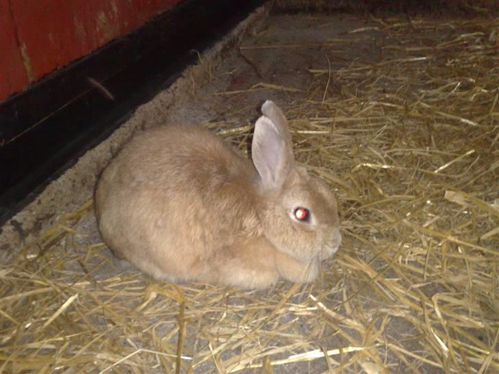 Kanin Anastacia billede 7