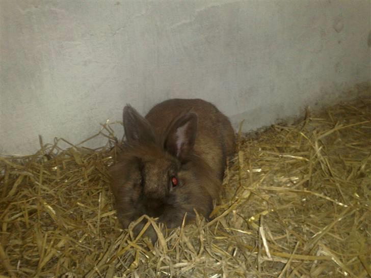 Kanin Belle billede 12