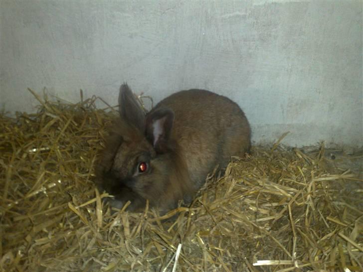 Kanin Belle billede 13