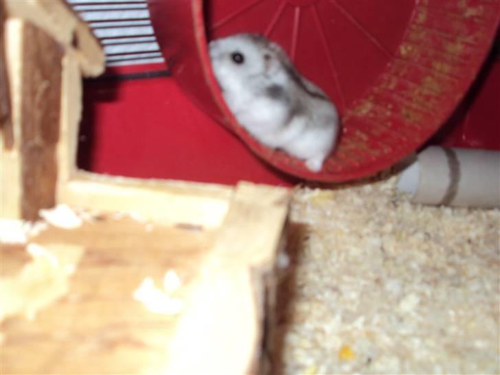 Dværghamster Pancake billede 5