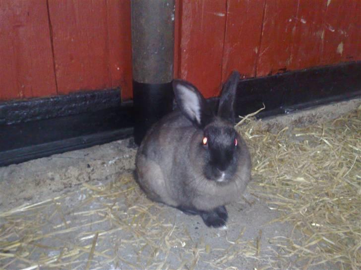 Kanin Lightning mcQueen billede 12