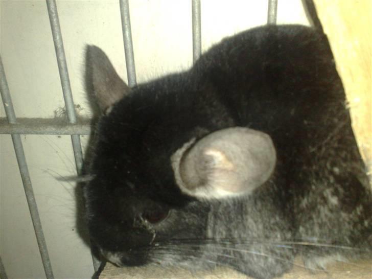 Chinchilla Stitch billede 6