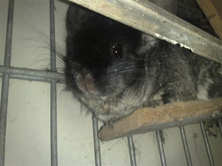 Chinchilla Stitch billede 7