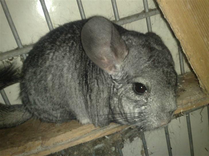 Chinchilla Lilo billede 7