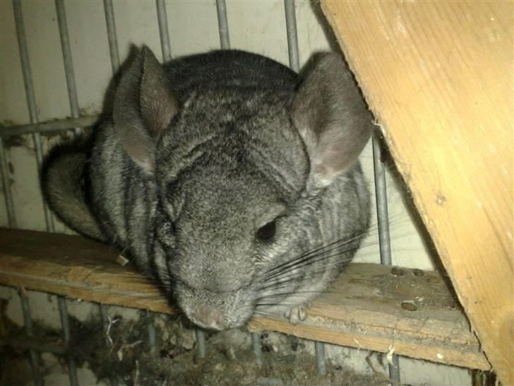 Chinchilla Lilo billede 8