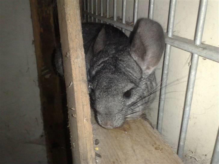 Chinchilla Lilo billede 9