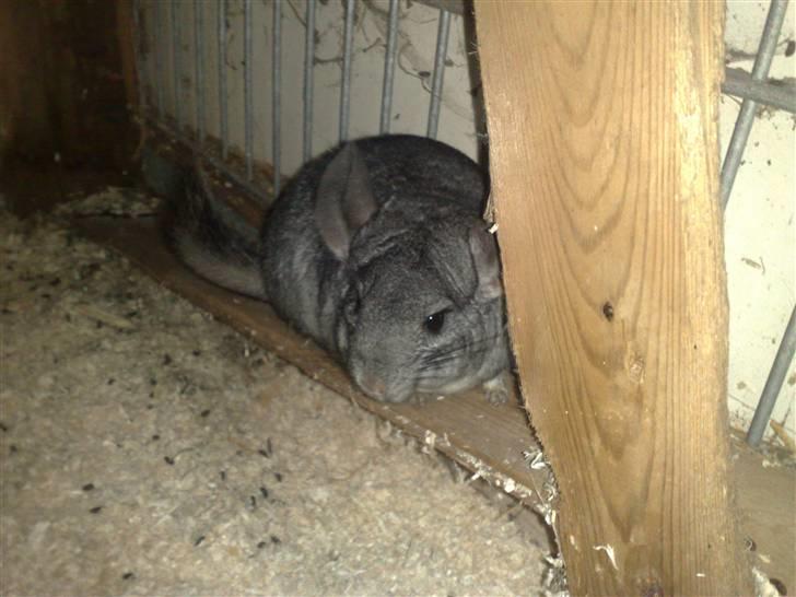 Chinchilla Lilo billede 10