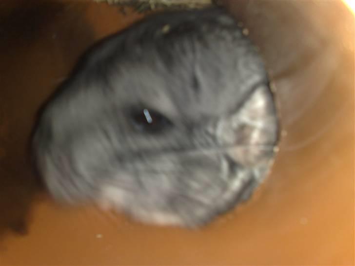 Chinchilla Lilo billede 11