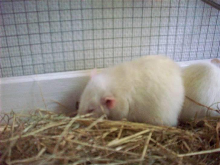 Tamrotte nuggi<33 billede 14