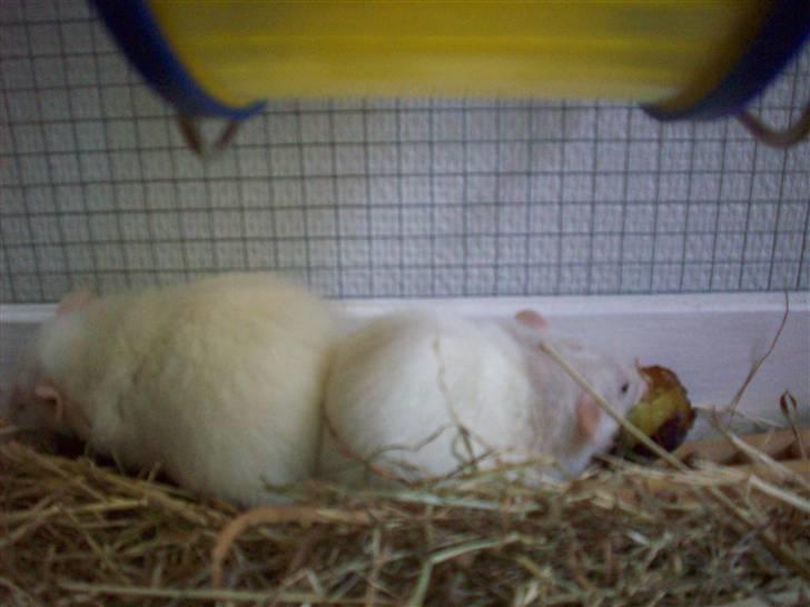 Tamrotte nuggi<33 - sally og nuggi spiser blommeXD billede 15