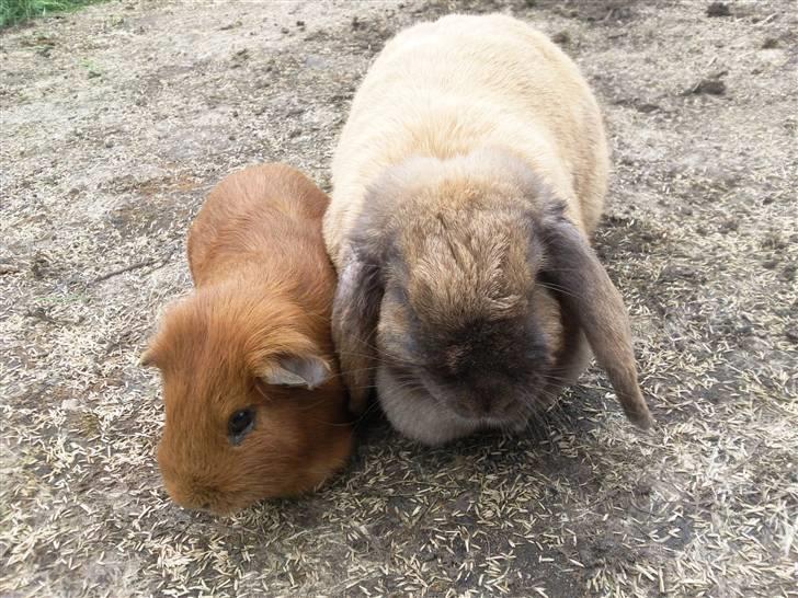 Marsvin max<33 billede 9