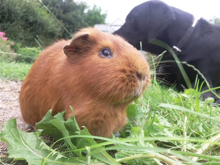 Marsvin max<33 billede 10